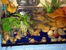 Bruno's old tank