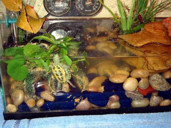 Bruno's old tank