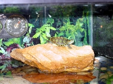 Bruno Basking