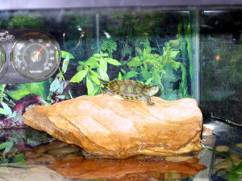 Bruno Basking