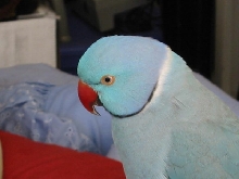 Charlie Bird