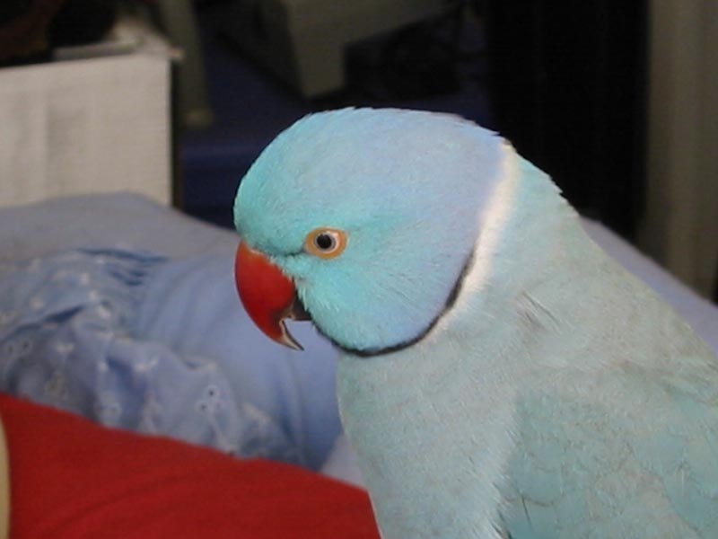 Charlie Bird