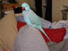 Charlie