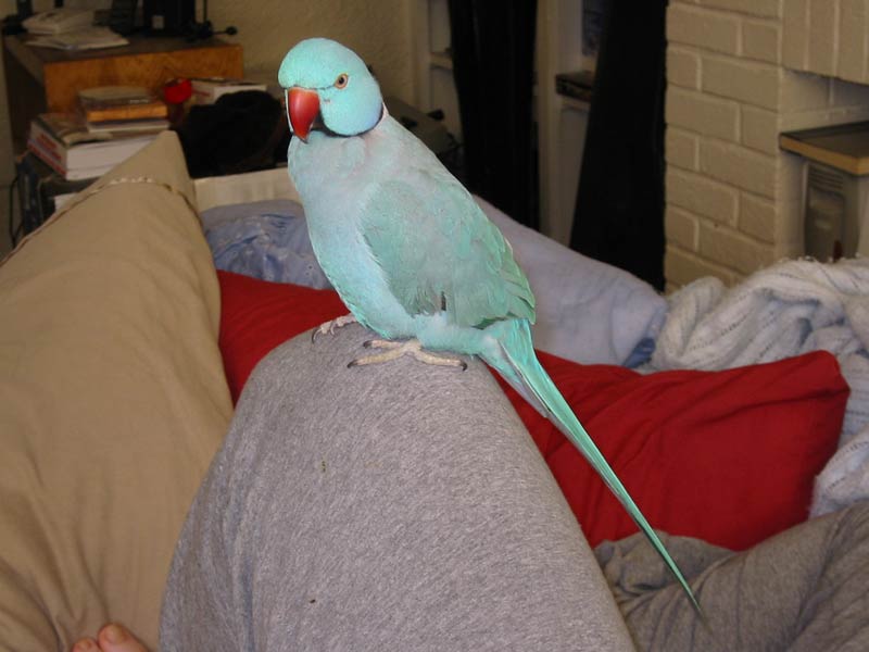 Charlie
