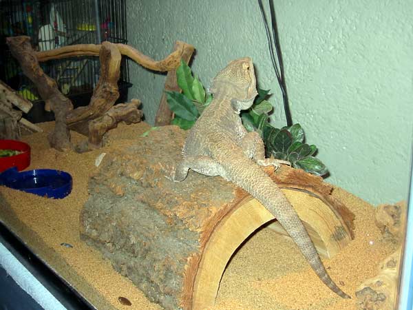 Lurch's New Home