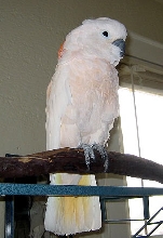 Rosie Perched
