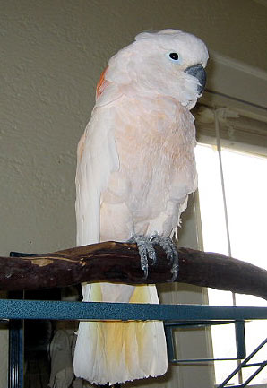 Rosie Perched
