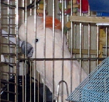 Rosie
