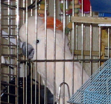 Rosie