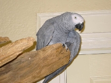Thumper Bird