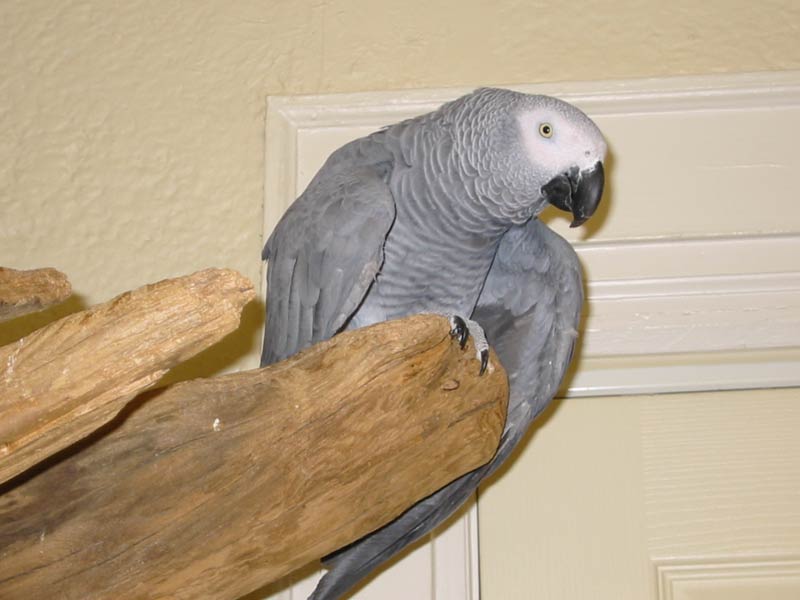 Thumper Bird