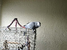 Thumper Perched