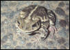Gulf coast toad