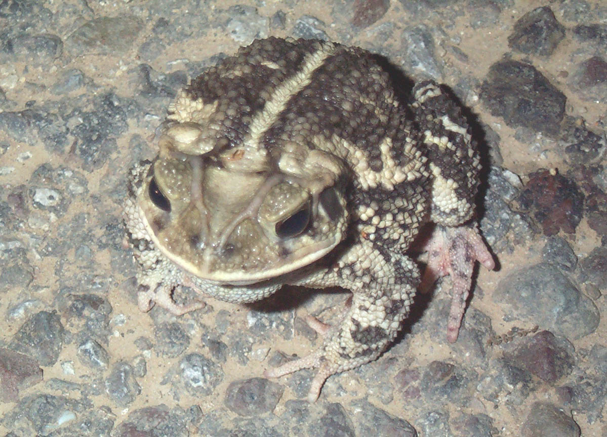 Gulf coast toad