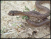 W. coachwhip, juv.