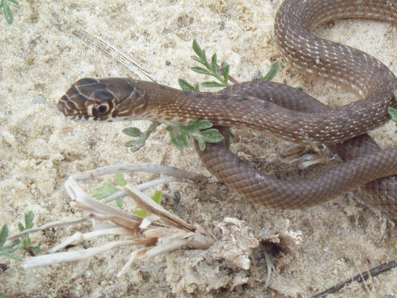 W. coachwhip, juv.