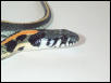 E blackneck garter