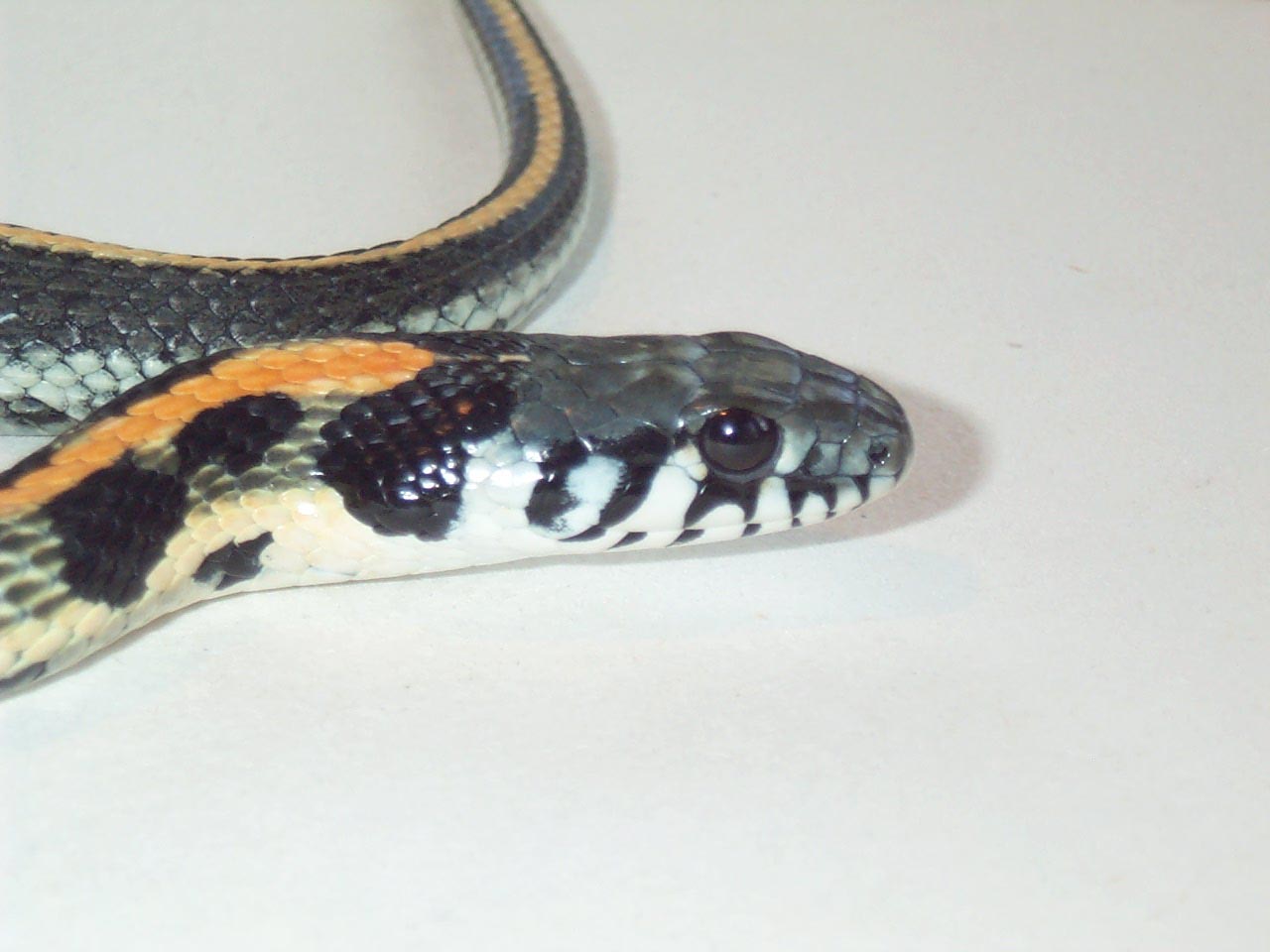 E blackneck garter
