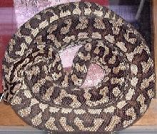 Female Coastal Carpet