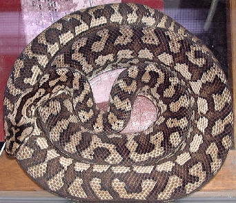 Female Coastal Carpet