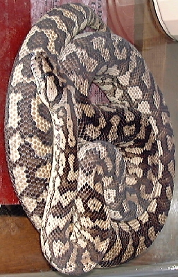 Coastal Carpet