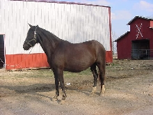 Gypsy