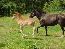 gypsy and colt