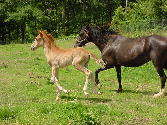 gypsy and colt