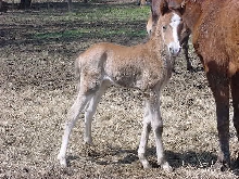 Dolly's Baby