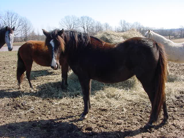 Canosa