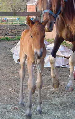 Gracie and Rusty