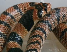 Aspidelaps l. lubricus
