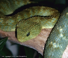 Atheris squamigera
