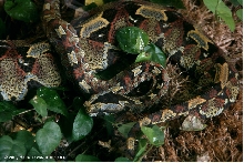 Bitis nasicornis