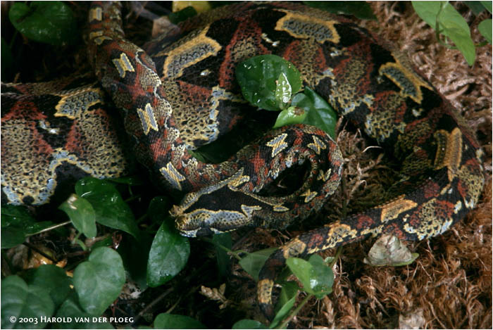 Bitis nasicornis
