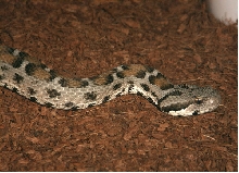 Vipera albizona