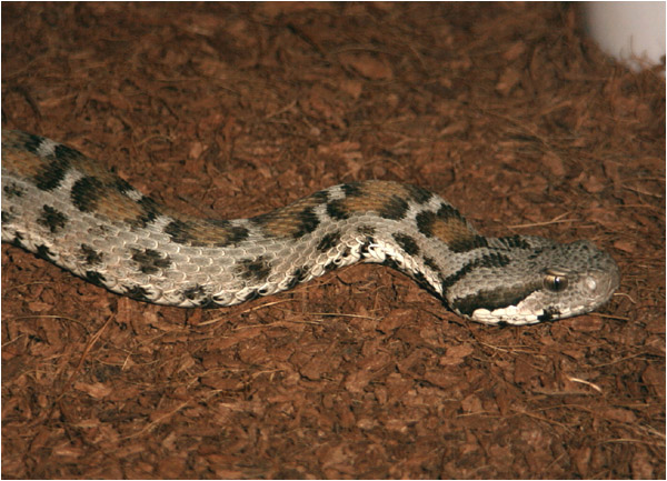 Vipera albizona