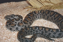 Vipera albizona