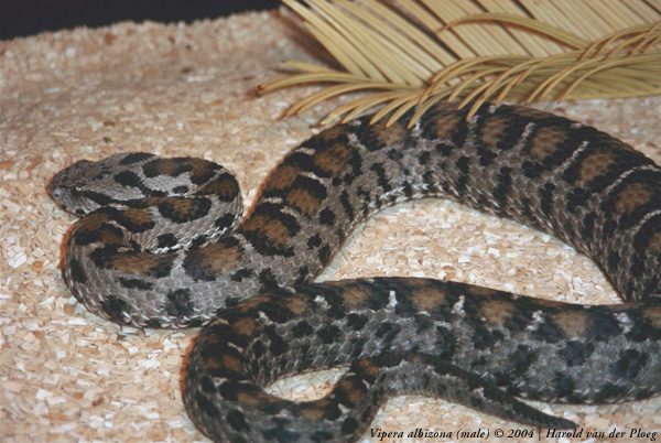 Vipera albizona