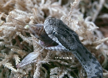 Vipera lotievi