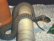 Hemachatus haemachatus