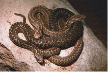 Iberian viper (vipera seoanei seoanei)