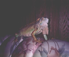 Just chillin'