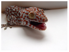 Tokay Gecko