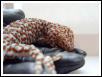 Tokay Gecko