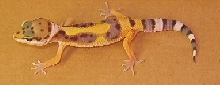 Hypo Tang Hatchling