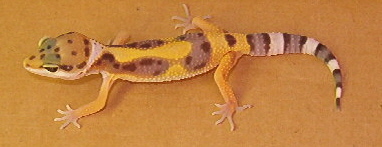 Hypo Tang Hatchling