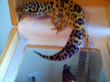 My leo