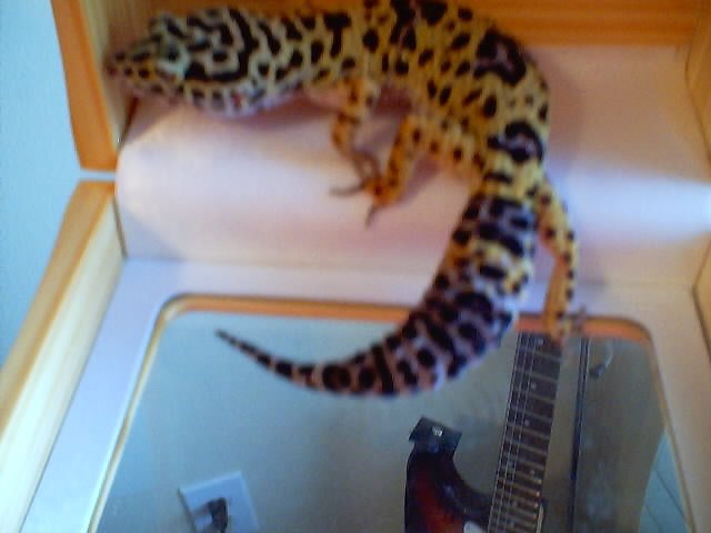 My leo