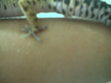 tail shot